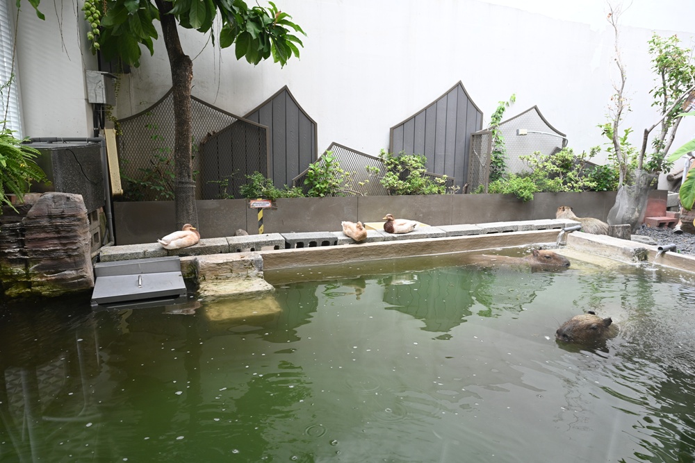 甜點控必訪！MOGU KABI 夏威夷豆塔、水果塔 × 超萌水豚陪你下午茶！台南免門票推薦！