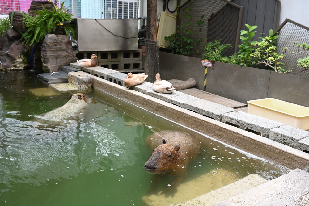 甜點控必訪！MOGU KABI 夏威夷豆塔、水果塔 × 超萌水豚陪你下午茶！台南免門票推薦！