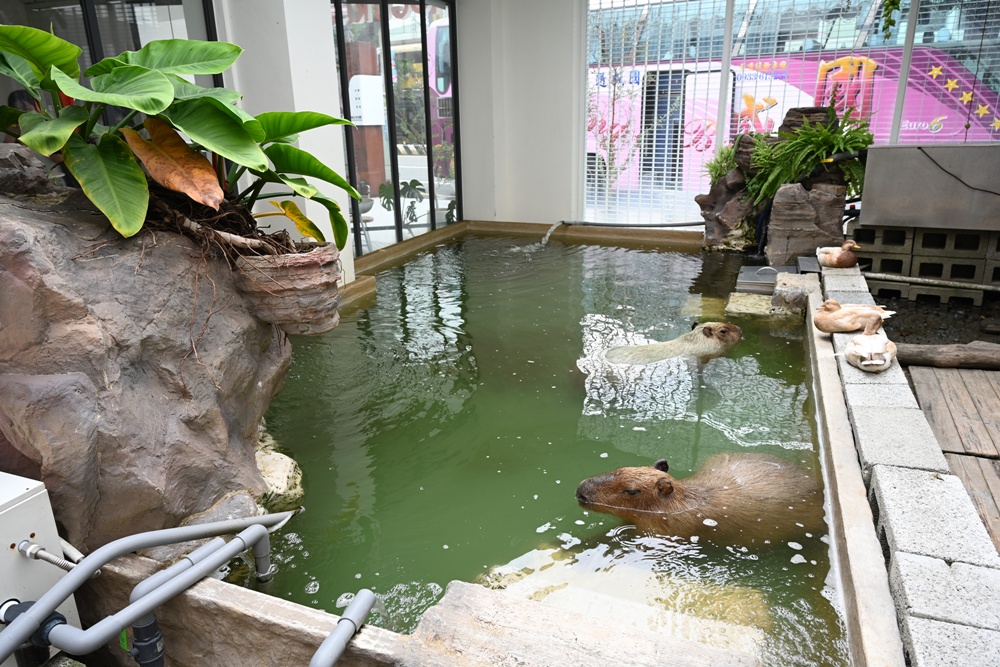 甜點控必訪！MOGU KABI 夏威夷豆塔、水果塔 × 超萌水豚陪你下午茶！台南免門票推薦！