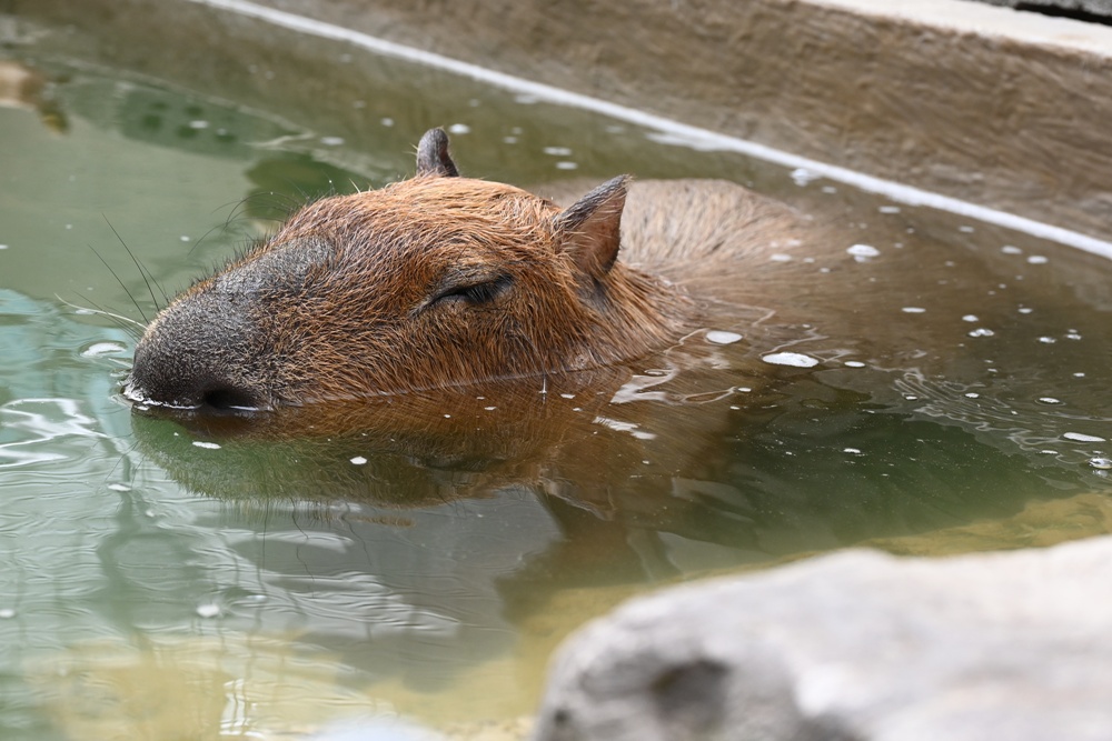 甜點控必訪！MOGU KABI 夏威夷豆塔、水果塔 × 超萌水豚陪你下午茶！台南免門票推薦！