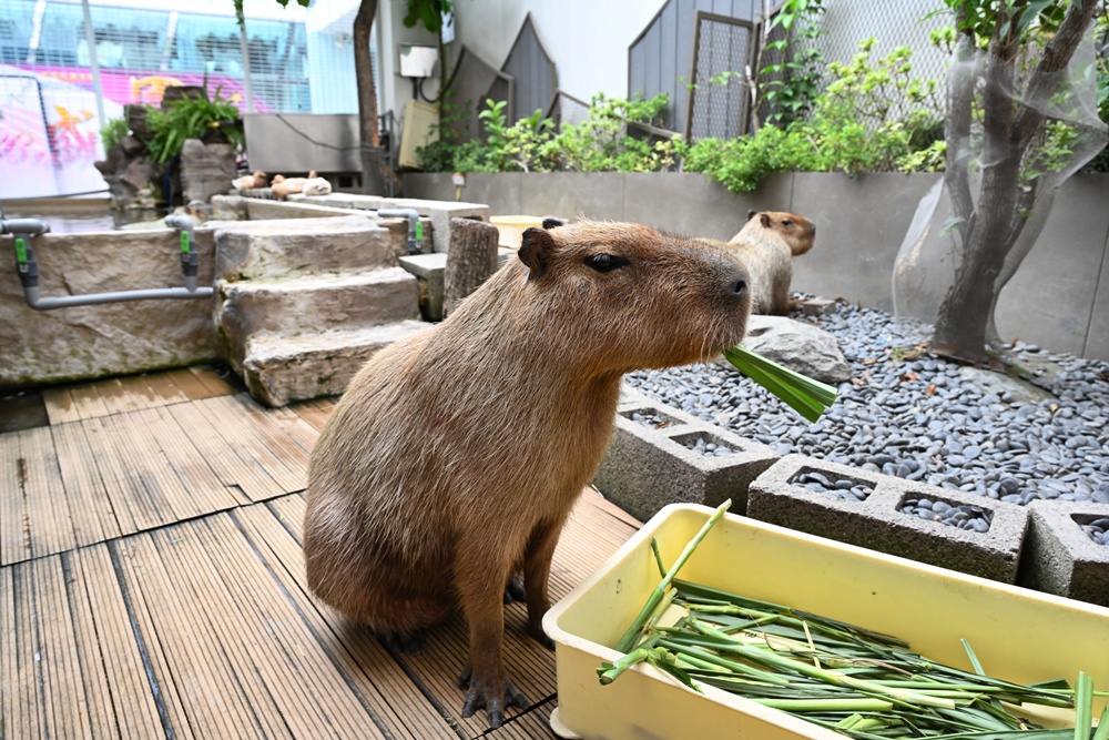 甜點控必訪！MOGU KABI 夏威夷豆塔、水果塔 × 超萌水豚陪你下午茶！台南免門票推薦！
