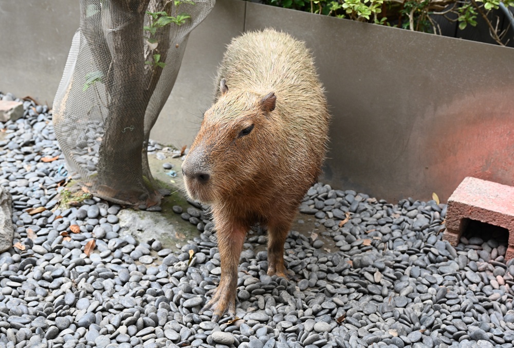 甜點控必訪！MOGU KABI 夏威夷豆塔、水果塔 × 超萌水豚陪你下午茶！台南免門票推薦！