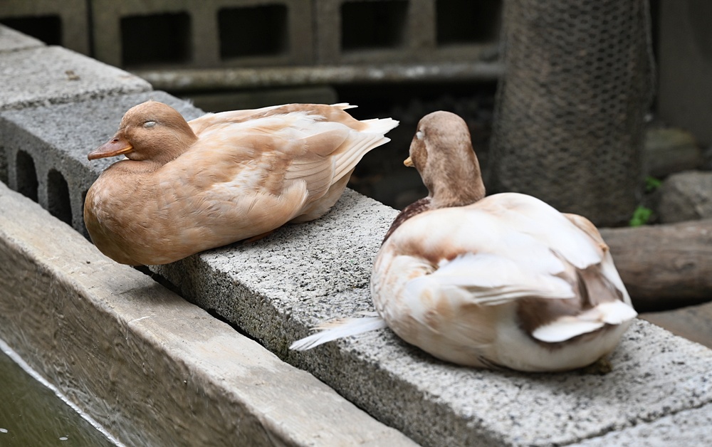 甜點控必訪！MOGU KABI 夏威夷豆塔、水果塔 × 超萌水豚陪你下午茶！台南免門票推薦！