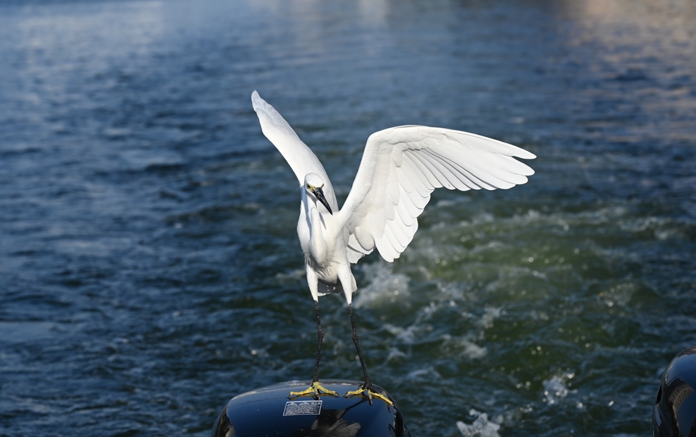 台南安平漁人碼頭｜12米「卡比胖拉」登場！超萌水豚裝置藝術、燈光秀、市集一次玩透透！