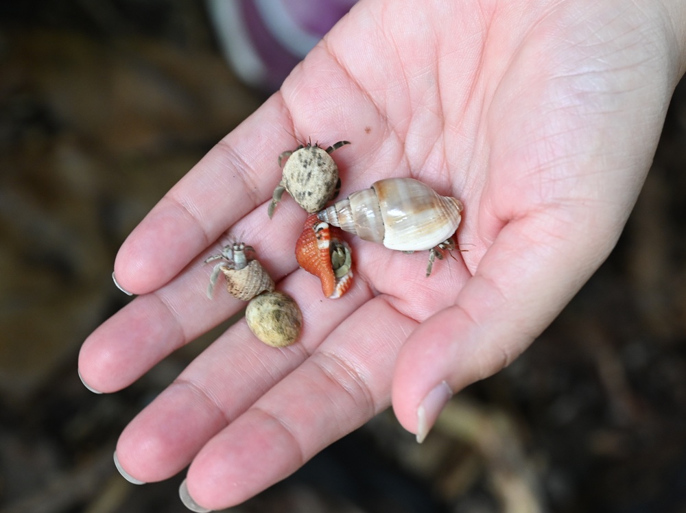 台灣觀巴｜恆春半島全島旅遊線一日遊、海生館、小白鯨、港口茶一次玩透透！