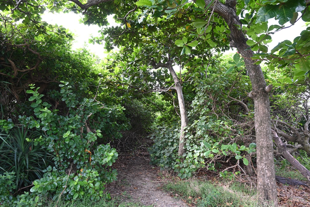台灣觀巴｜恆春半島全島旅遊線一日遊、海生館、小白鯨、港口茶一次玩透透！