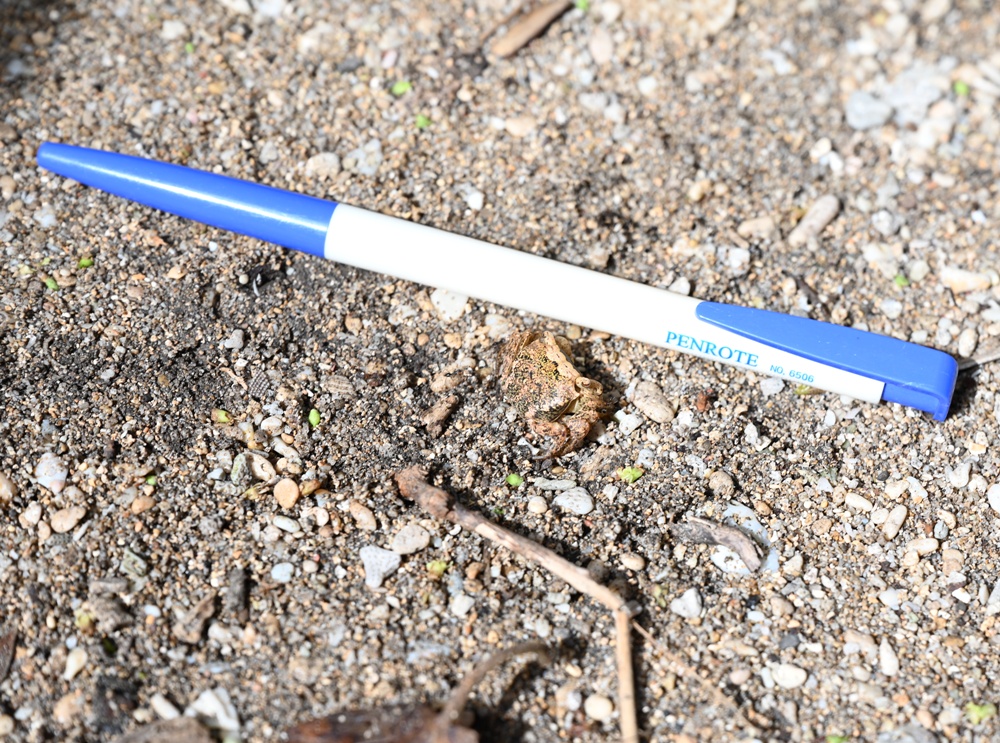 台灣觀巴｜恆春半島全島旅遊線一日遊、海生館、小白鯨、港口茶一次玩透透！