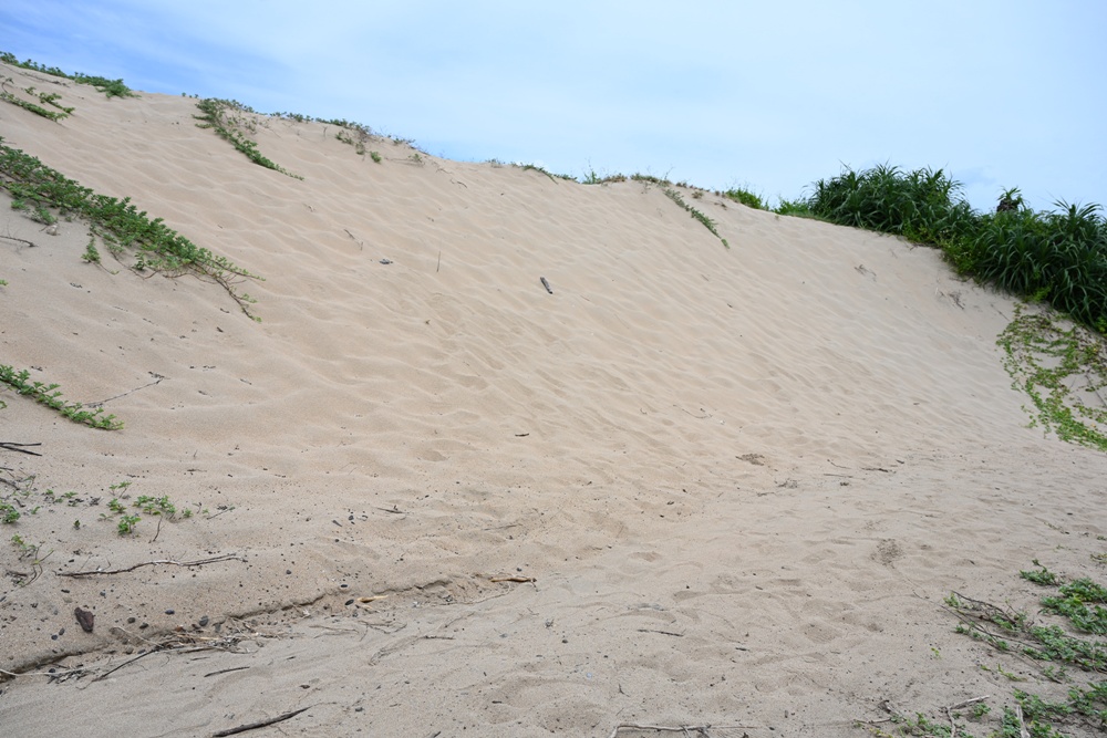 台灣觀巴｜恆春半島全島旅遊線一日遊、海生館、小白鯨、港口茶一次玩透透！