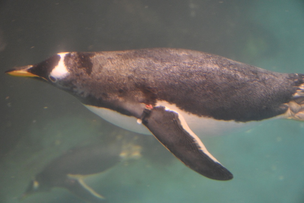 台灣觀巴｜恆春半島全島旅遊線一日遊、海生館、小白鯨、港口茶一次玩透透！