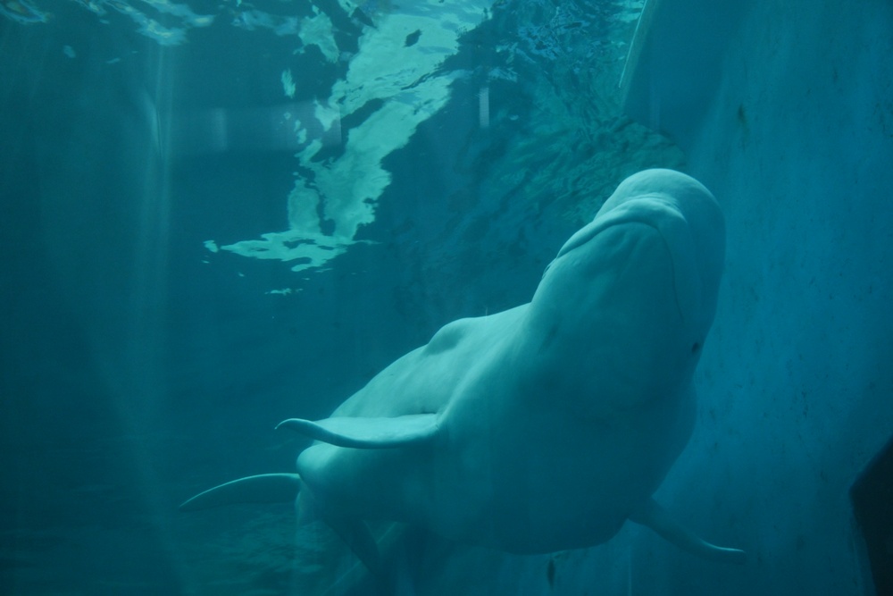 台灣觀巴｜恆春半島全島旅遊線一日遊、海生館、小白鯨、港口茶一次玩透透！