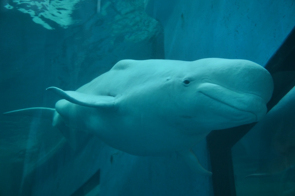 台灣觀巴｜恆春半島全島旅遊線一日遊、海生館、小白鯨、港口茶一次玩透透！