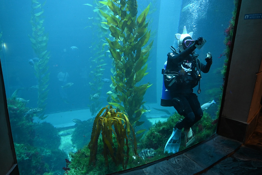 台灣觀巴｜恆春半島全島旅遊線一日遊、海生館、小白鯨、港口茶一次玩透透！