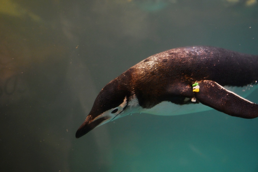台灣觀巴｜恆春半島全島旅遊線一日遊、海生館、小白鯨、港口茶一次玩透透！