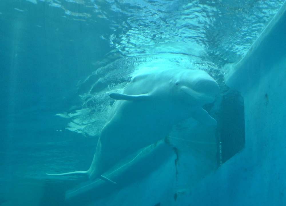 台灣觀巴｜恆春半島全島旅遊線一日遊、海生館、小白鯨、港口茶一次玩透透！
