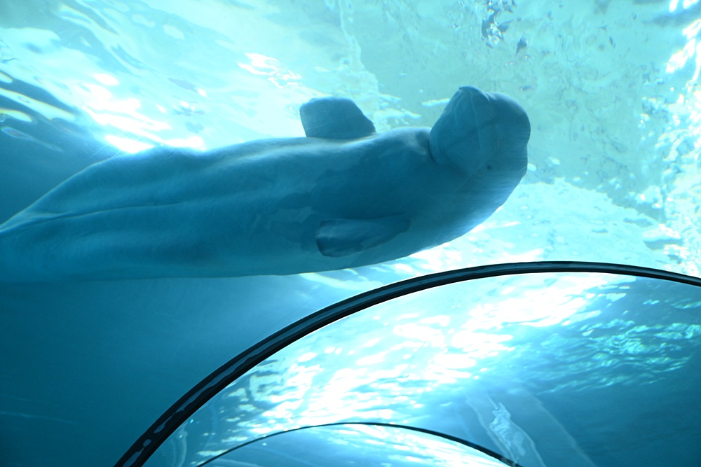 台灣觀巴｜恆春半島全島旅遊線一日遊、海生館、小白鯨、港口茶一次玩透透！