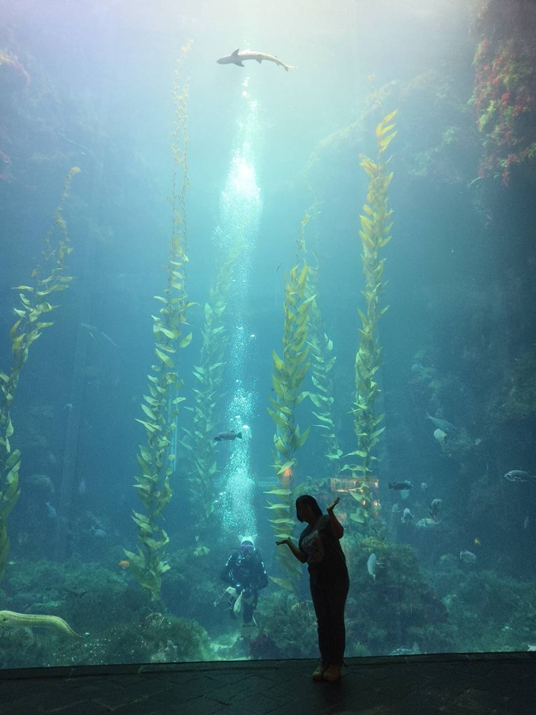 台灣觀巴｜恆春半島全島旅遊線一日遊、海生館、小白鯨、港口茶一次玩透透！