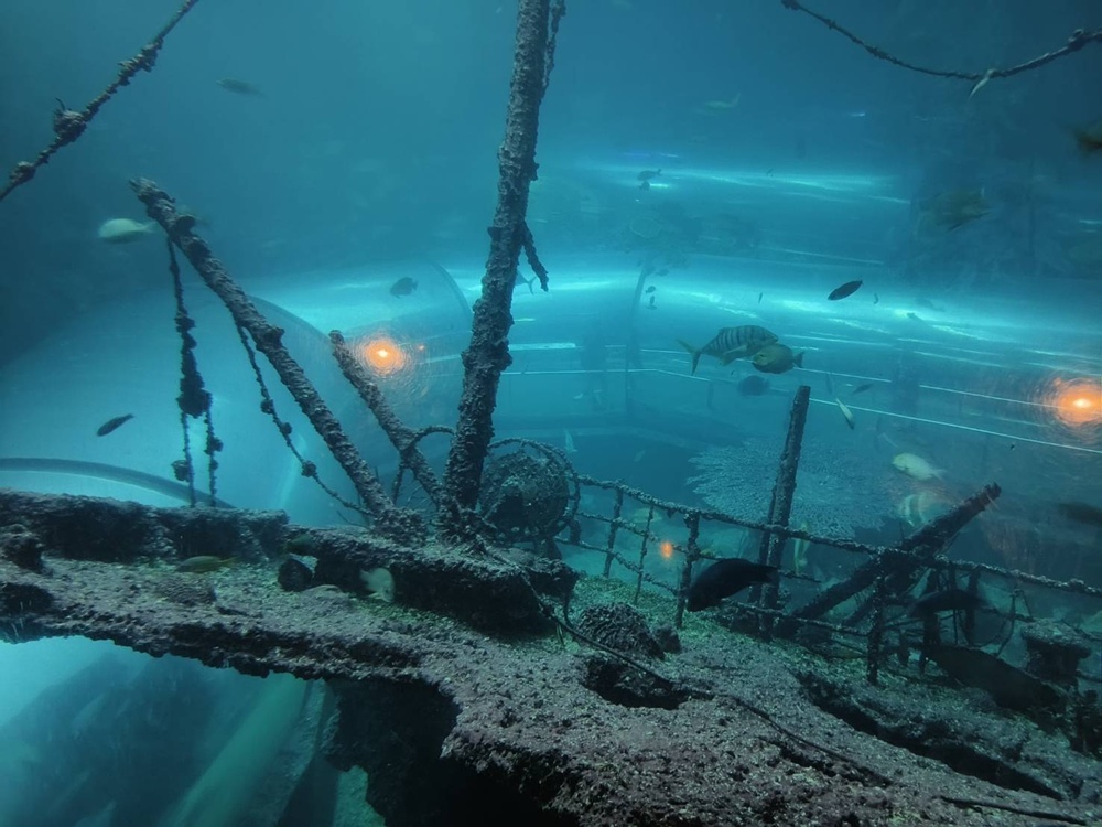 台灣觀巴｜恆春半島全島旅遊線一日遊、海生館、小白鯨、港口茶一次玩透透！
