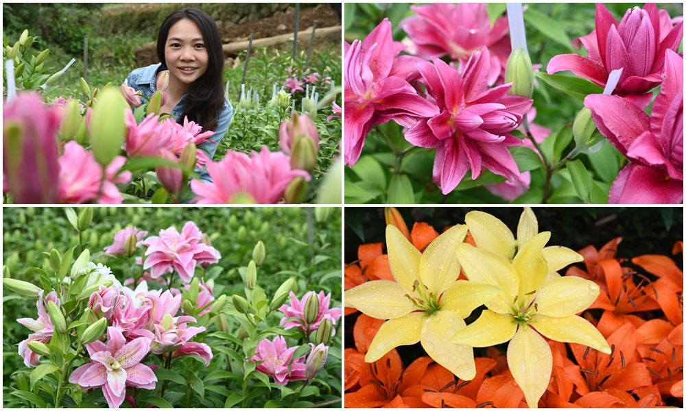 2025阿里山百合花季｜30多種百合花、重瓣百合、荷蘭玫瑰百合 樂野村浪漫登場 x 有限責任嘉義縣阿里山百合生產合作社！