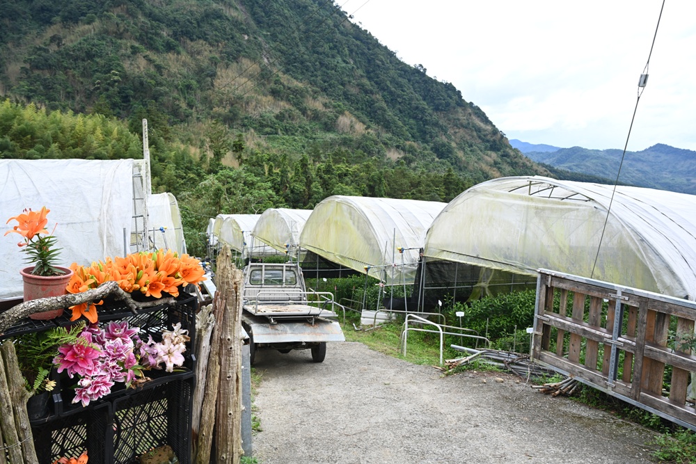 2025阿里山百合花季｜30多種百合花、重瓣百合、荷蘭玫瑰百合 樂野村浪漫登場 x 有限責任嘉義縣阿里山百合生產合作社！