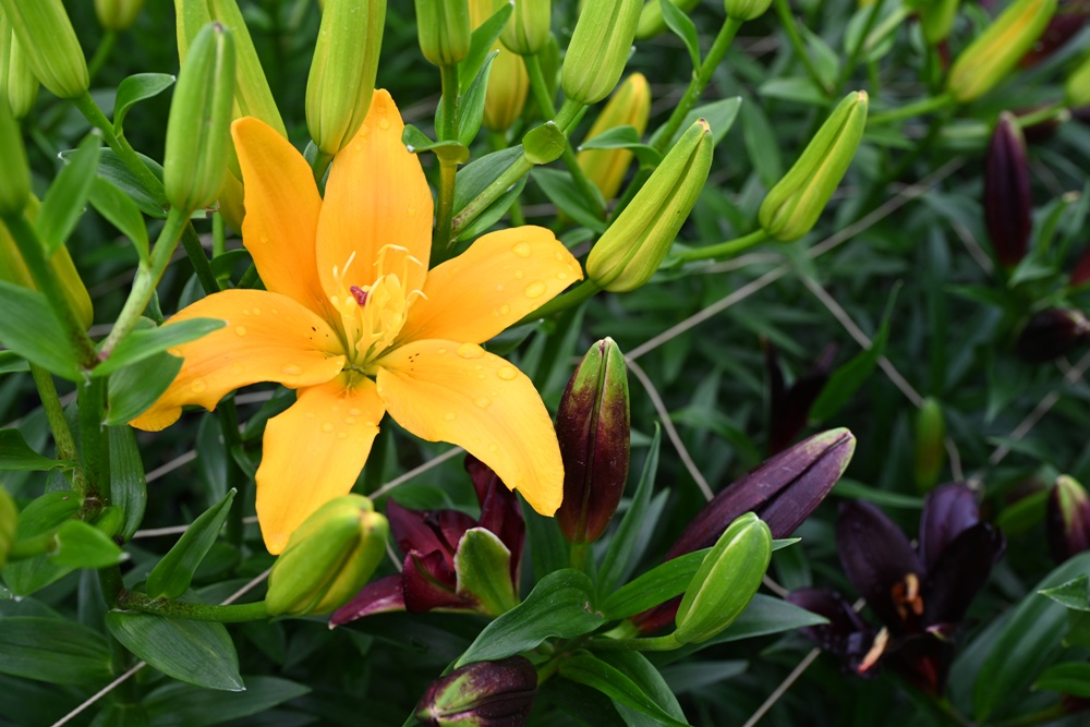 2025阿里山百合花季｜30多種百合花、重瓣百合、荷蘭玫瑰百合 樂野村浪漫登場 x 有限責任嘉義縣阿里山百合生產合作社！