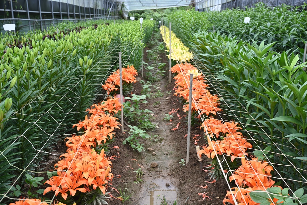 2025阿里山百合花季｜30多種百合花、重瓣百合、荷蘭玫瑰百合 樂野村浪漫登場 x 有限責任嘉義縣阿里山百合生產合作社！