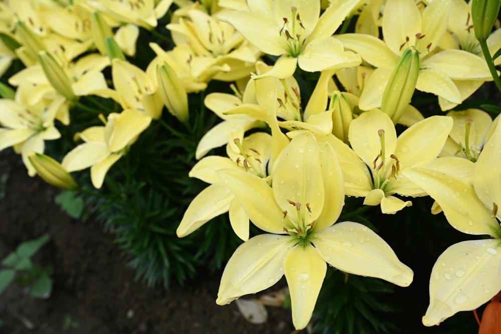 2025阿里山百合花季｜30多種百合花、重瓣百合、荷蘭玫瑰百合 樂野村浪漫登場 x 有限責任嘉義縣阿里山百合生產合作社！