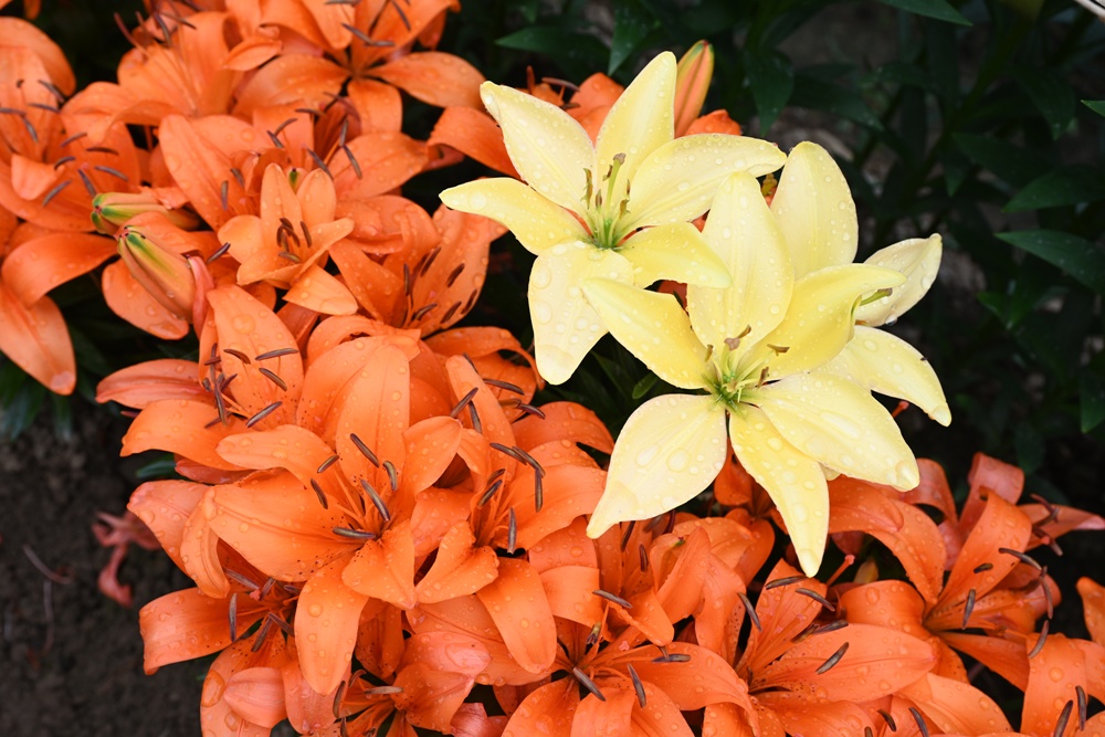 2025阿里山百合花季｜30多種百合花、重瓣百合、荷蘭玫瑰百合 樂野村浪漫登場 x 有限責任嘉義縣阿里山百合生產合作社！