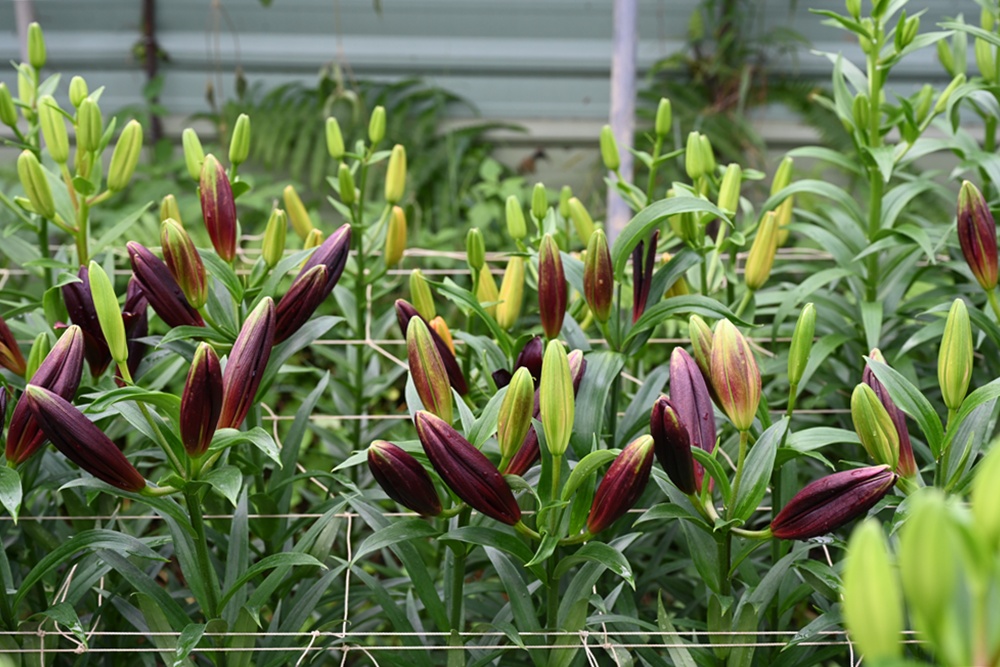 2025阿里山百合花季｜30多種百合花、重瓣百合、荷蘭玫瑰百合 樂野村浪漫登場 x 有限責任嘉義縣阿里山百合生產合作社！