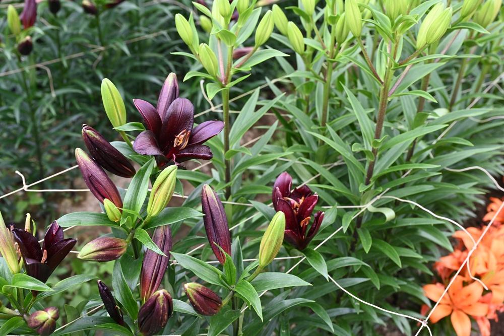 2025阿里山百合花季｜30多種百合花、重瓣百合、荷蘭玫瑰百合 樂野村浪漫登場 x 有限責任嘉義縣阿里山百合生產合作社！