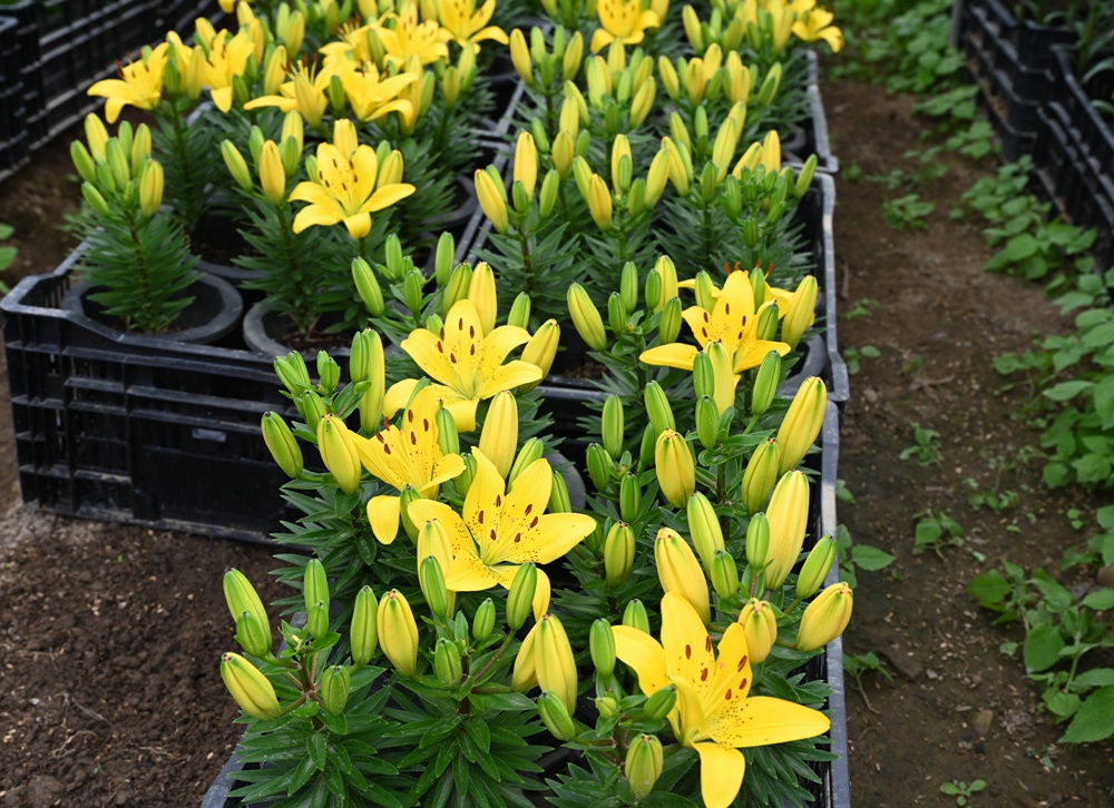 2025阿里山百合花季｜30多種百合花、重瓣百合、荷蘭玫瑰百合 樂野村浪漫登場 x 有限責任嘉義縣阿里山百合生產合作社！