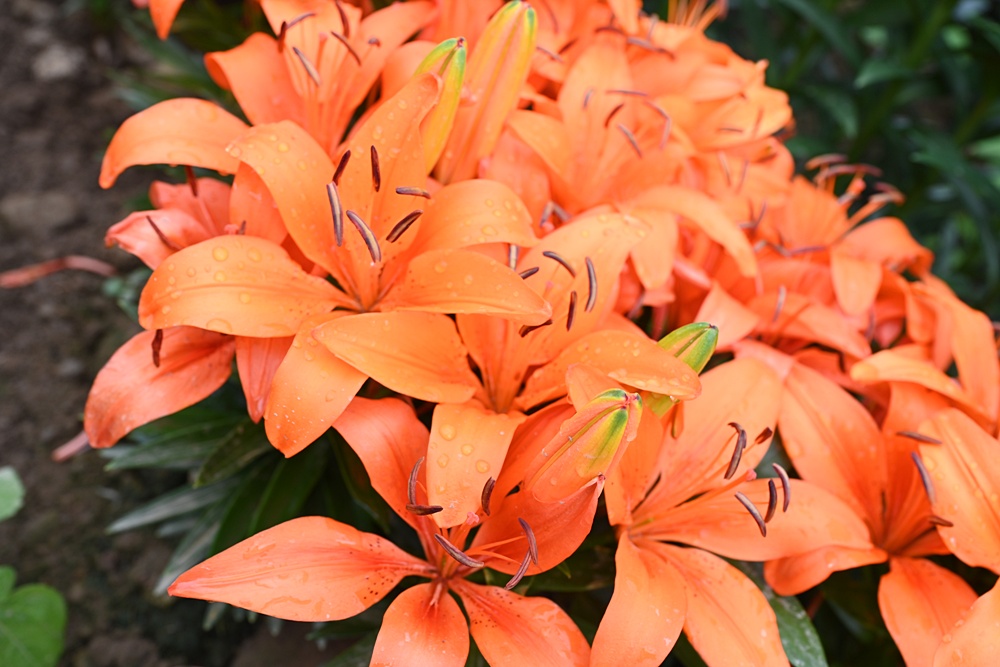 2025阿里山百合花季｜30多種百合花、重瓣百合、荷蘭玫瑰百合 樂野村浪漫登場 x 有限責任嘉義縣阿里山百合生產合作社！