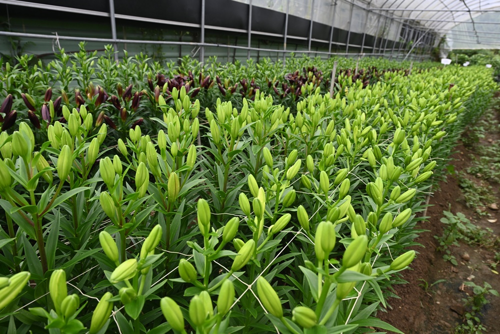 2025阿里山百合花季｜30多種百合花、重瓣百合、荷蘭玫瑰百合 樂野村浪漫登場 x 有限責任嘉義縣阿里山百合生產合作社！