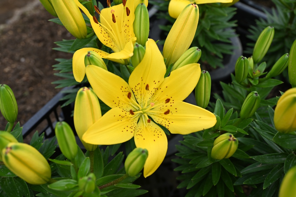 2025阿里山百合花季｜30多種百合花、重瓣百合、荷蘭玫瑰百合 樂野村浪漫登場 x 有限責任嘉義縣阿里山百合生產合作社！