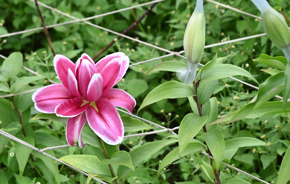 2025阿里山百合花季｜30多種百合花、重瓣百合、荷蘭玫瑰百合 樂野村浪漫登場 x 有限責任嘉義縣阿里山百合生產合作社！