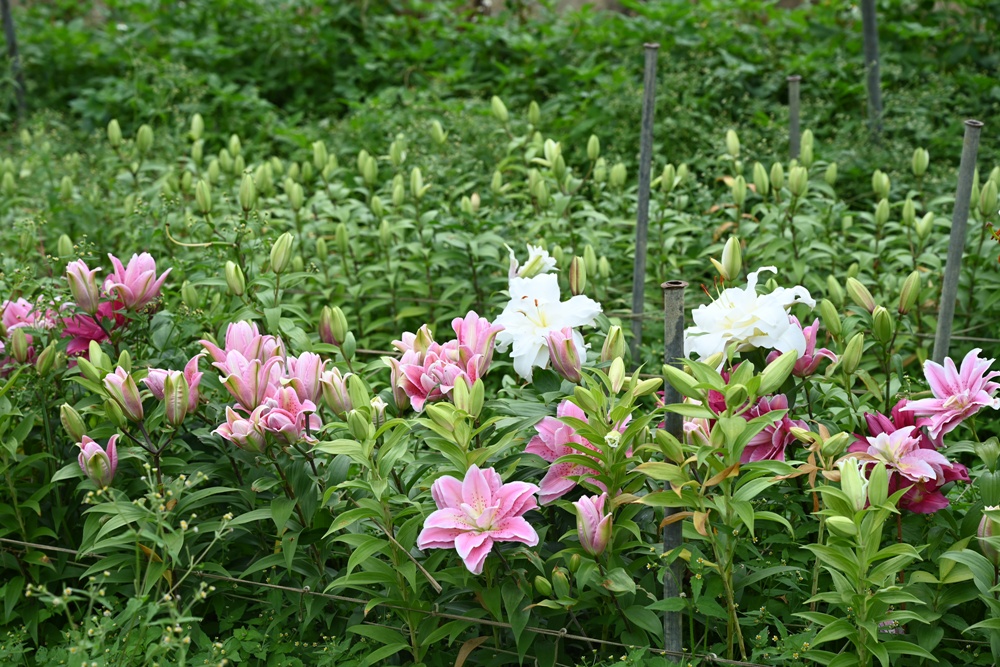 2025阿里山百合花季｜30多種百合花、重瓣百合、荷蘭玫瑰百合 樂野村浪漫登場 x 有限責任嘉義縣阿里山百合生產合作社！