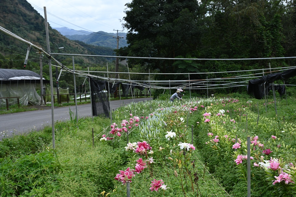 2025阿里山百合花季｜30多種百合花、重瓣百合、荷蘭玫瑰百合 樂野村浪漫登場 x 有限責任嘉義縣阿里山百合生產合作社！