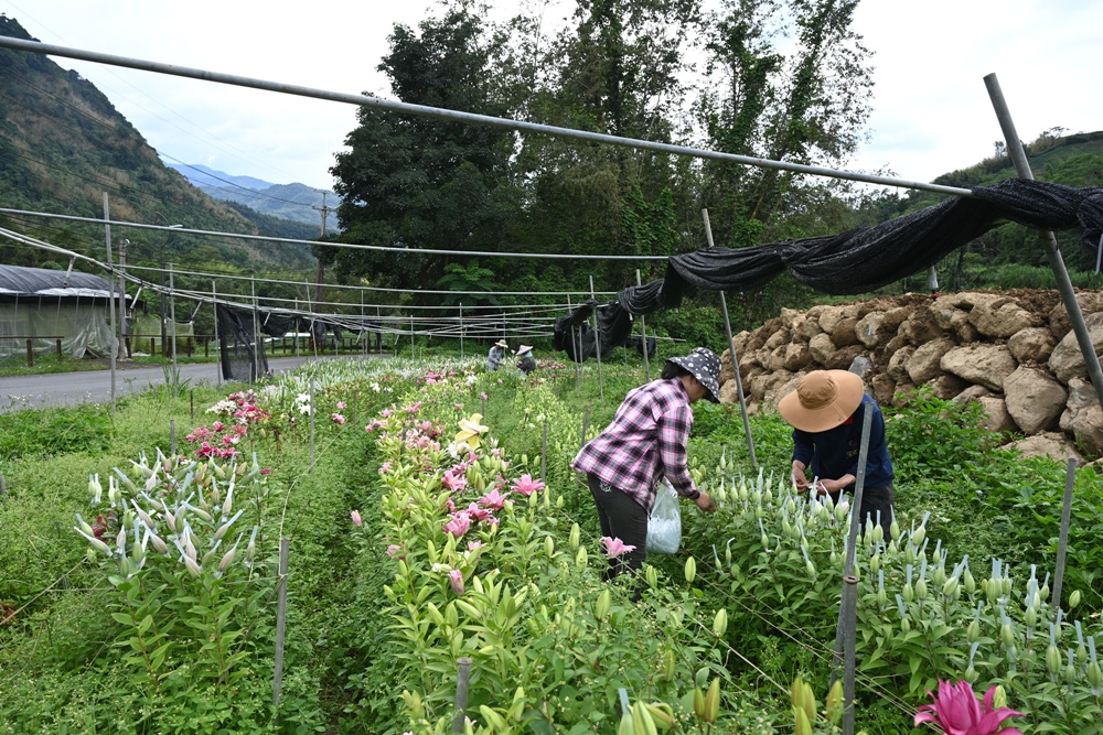 2025阿里山百合花季｜30多種百合花、重瓣百合、荷蘭玫瑰百合 樂野村浪漫登場 x 有限責任嘉義縣阿里山百合生產合作社！