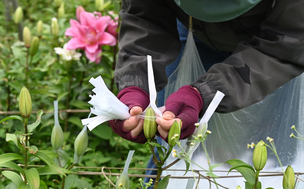 2025阿里山百合花季｜30多種百合花、重瓣百合、荷蘭玫瑰百合 樂野村浪漫登場 x 有限責任嘉義縣阿里山百合生產合作社！