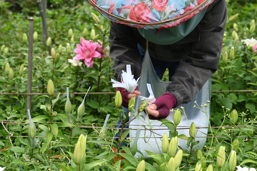 2025阿里山百合花季｜30多種百合花、重瓣百合、荷蘭玫瑰百合 樂野村浪漫登場 x 有限責任嘉義縣阿里山百合生產合作社！