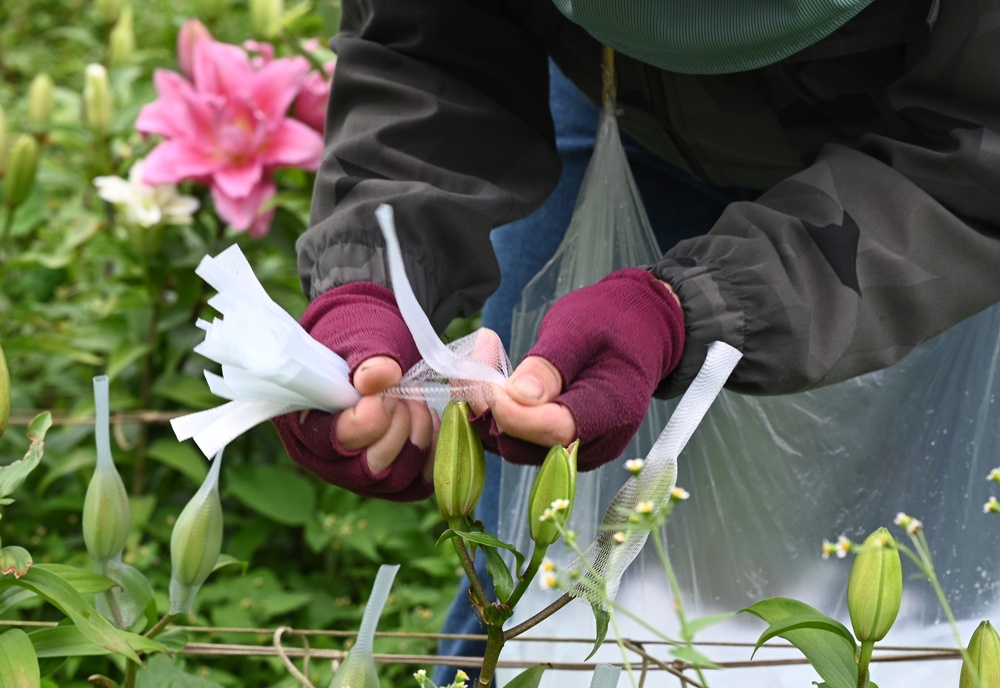 2025阿里山百合花季｜30多種百合花、重瓣百合、荷蘭玫瑰百合 樂野村浪漫登場 x 有限責任嘉義縣阿里山百合生產合作社！