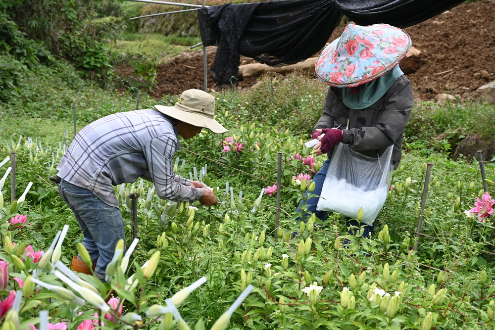 2025阿里山百合花季｜30多種百合花、重瓣百合、荷蘭玫瑰百合 樂野村浪漫登場 x 有限責任嘉義縣阿里山百合生產合作社！