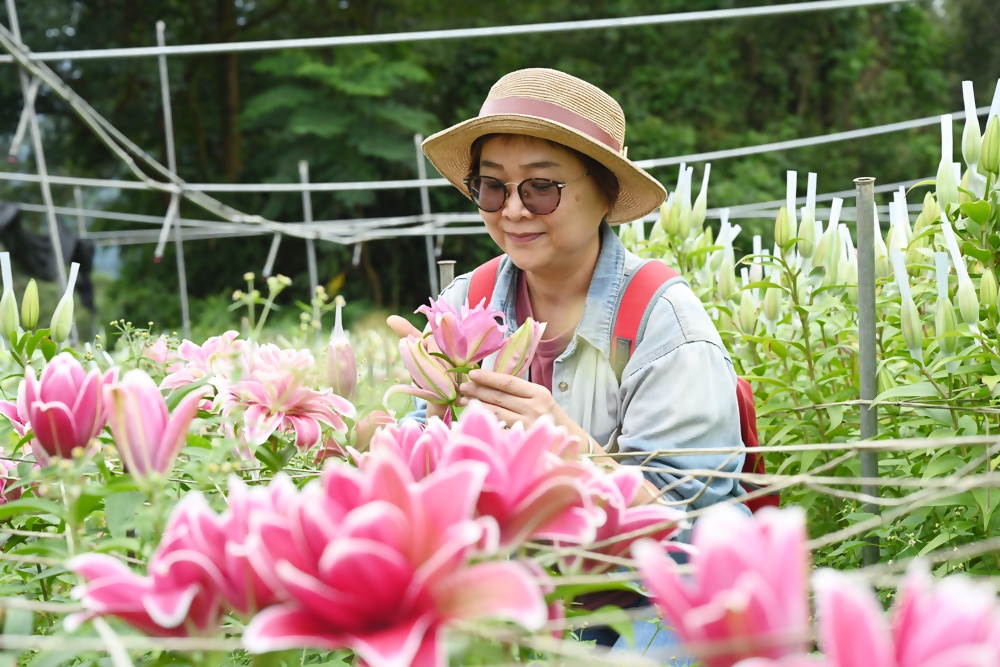 2025阿里山百合花季｜30多種百合花、重瓣百合、荷蘭玫瑰百合 樂野村浪漫登場 x 有限責任嘉義縣阿里山百合生產合作社！