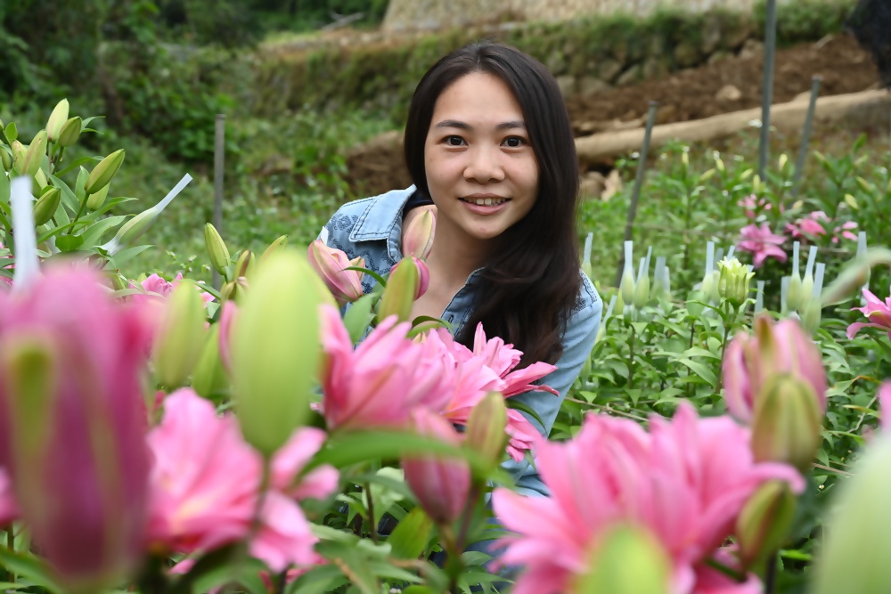 2025阿里山百合花季｜30多種百合花、重瓣百合、荷蘭玫瑰百合 樂野村浪漫登場 x 有限責任嘉義縣阿里山百合生產合作社！