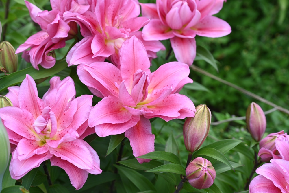 2025阿里山百合花季｜30多種百合花、重瓣百合、荷蘭玫瑰百合 樂野村浪漫登場 x 有限責任嘉義縣阿里山百合生產合作社！