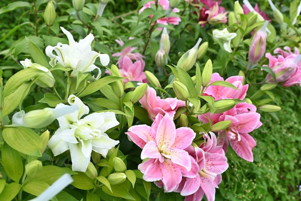 嘉義中埔包棟民宿推薦|隨緣居民宿 像家一樣自在的療癒小旅行! 嘉義中埔包棟民宿推薦|隨緣居民宿 像家一樣自在的療癒小旅行!