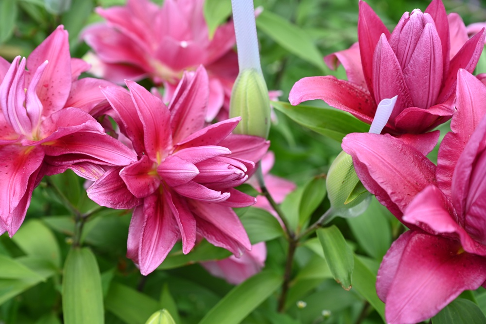 2025阿里山百合花季｜30多種百合花、重瓣百合、荷蘭玫瑰百合 樂野村浪漫登場 x 有限責任嘉義縣阿里山百合生產合作社！