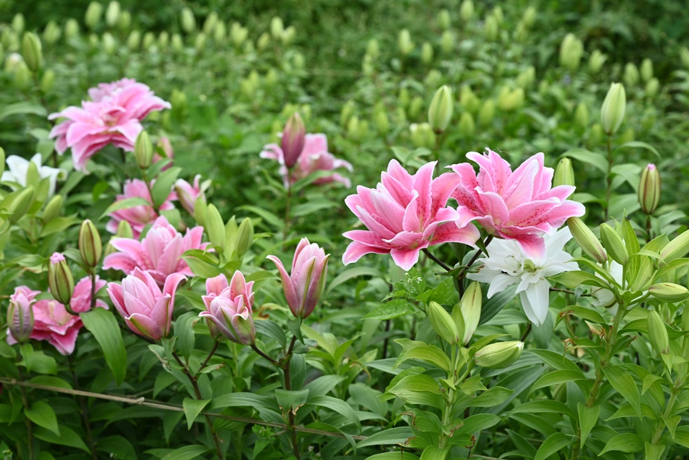 2025阿里山百合花季｜30多種百合花、重瓣百合、荷蘭玫瑰百合 樂野村浪漫登場 x 有限責任嘉義縣阿里山百合生產合作社！