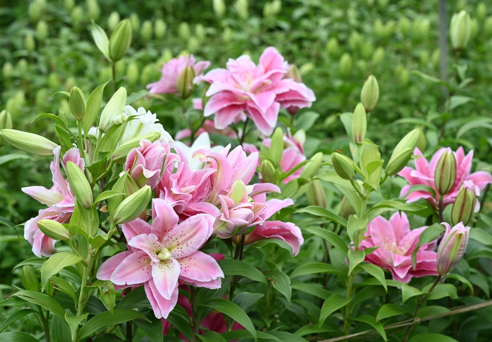 2025阿里山百合花季｜30多種百合花、重瓣百合、荷蘭玫瑰百合 樂野村浪漫登場 x 有限責任嘉義縣阿里山百合生產合作社！