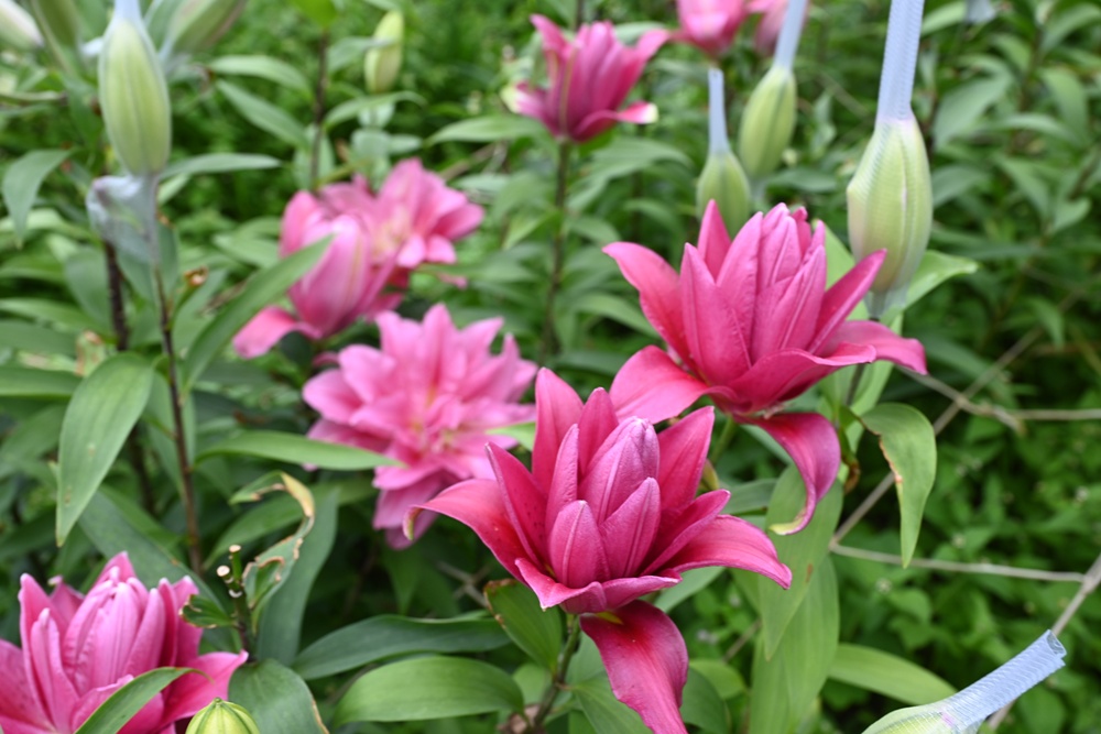 2025阿里山百合花季｜30多種百合花、重瓣百合、荷蘭玫瑰百合 樂野村浪漫登場 x 有限責任嘉義縣阿里山百合生產合作社！