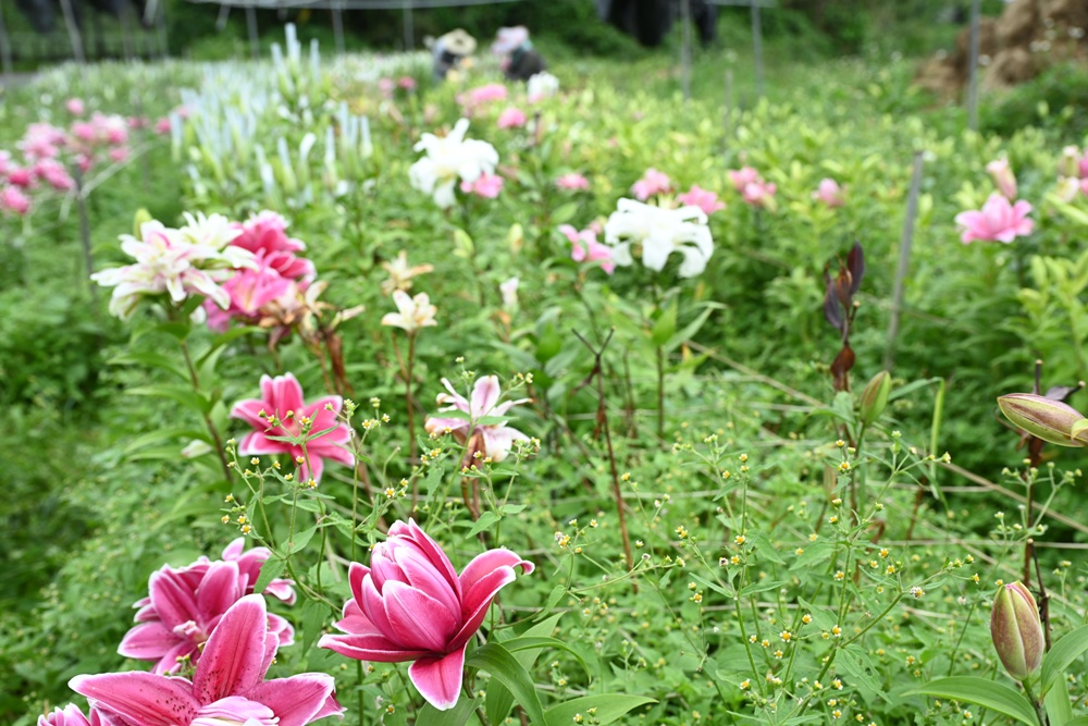 2025阿里山百合花季｜30多種百合花、重瓣百合、荷蘭玫瑰百合 樂野村浪漫登場 x 有限責任嘉義縣阿里山百合生產合作社！